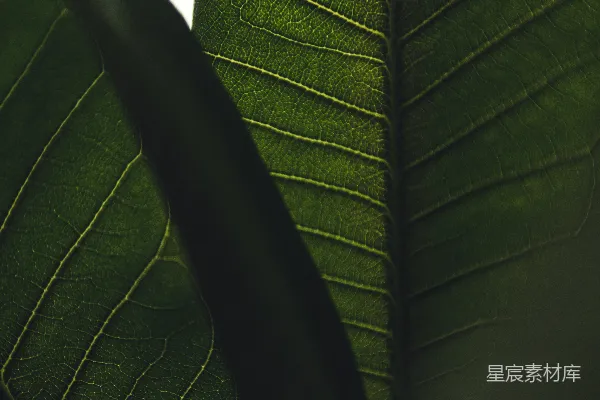 一幅绿领带的特写镜头