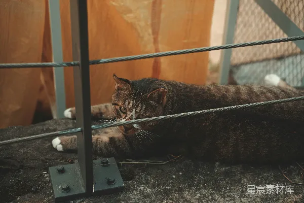 高清摄影 一只躺在地上的猫