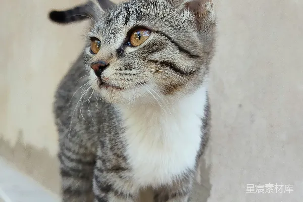 高清摄影 一只黑白相间的猫站在窗台上