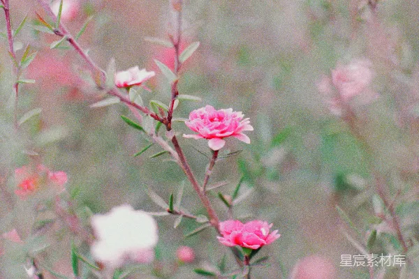 delicate粉色花朵绽放于纤细枝条上。