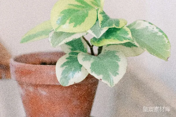 一盆植物放在木制桌子的顶部