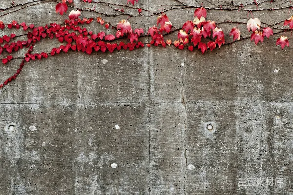 高清摄影 红色花瓣的花