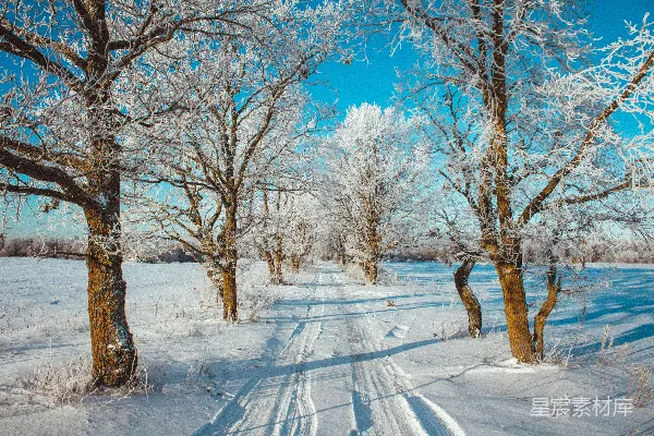 被雪覆盖的道路周围是树木和白雪。