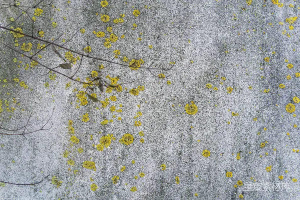 高清摄影 灰色纹理表面生长着黄褐色地衣。
