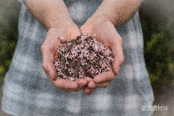手心握有粉红色的花瓣花朵