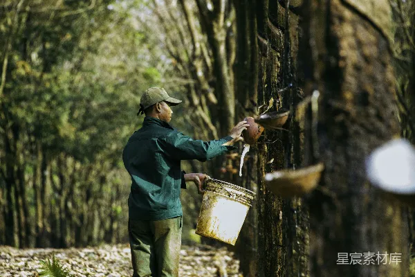 一个男人near a tree拿着一桶水
