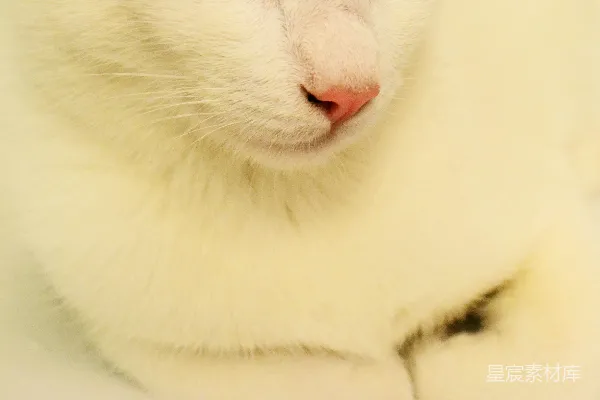 白猫和黑猫卧于褐色织物上