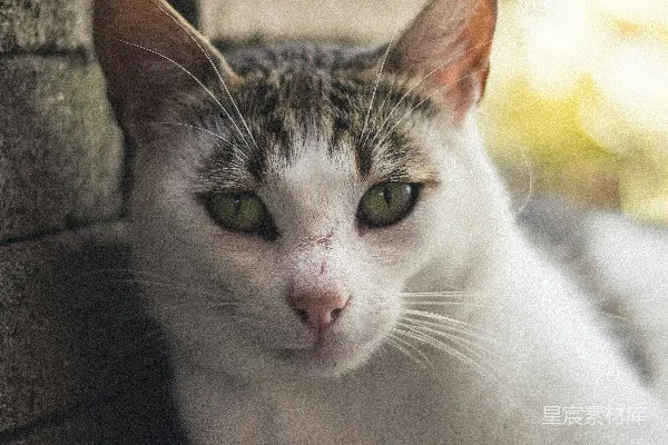 高清摄影 黑白相间的猫在黑色混凝土地板上