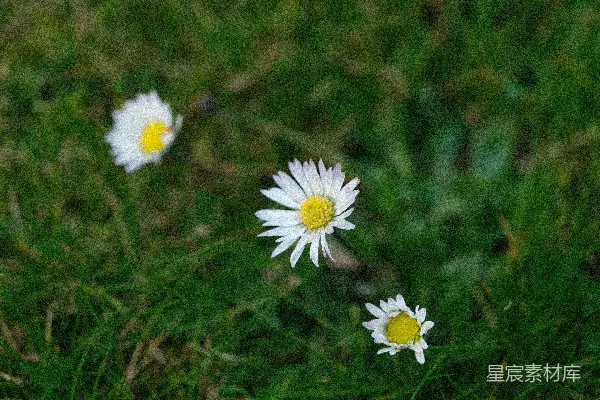 一丛雏菊在草地上面
