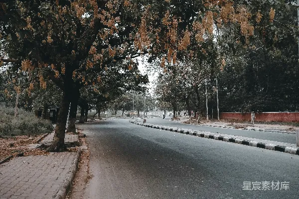 两边都种有树木的街道
