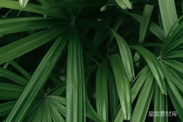 绿油油的棕榈叶填满画面。