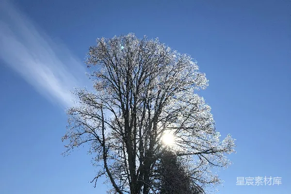 雪地里一棵树