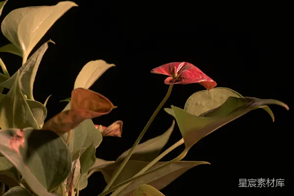 黑色背景上的红色花朵和绿色叶子