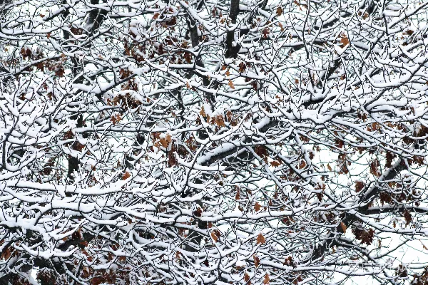 一棵覆盖着大量积雪的树旁边有一片森林