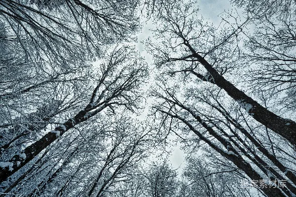 一群站在雪中的树