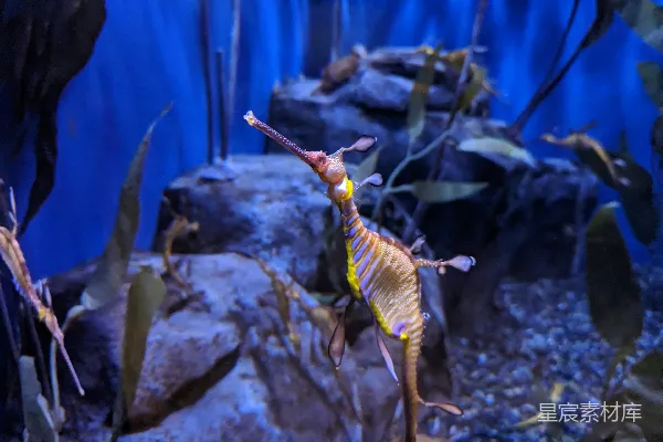 水族馆里的一条海马，周围有岩石和植物。