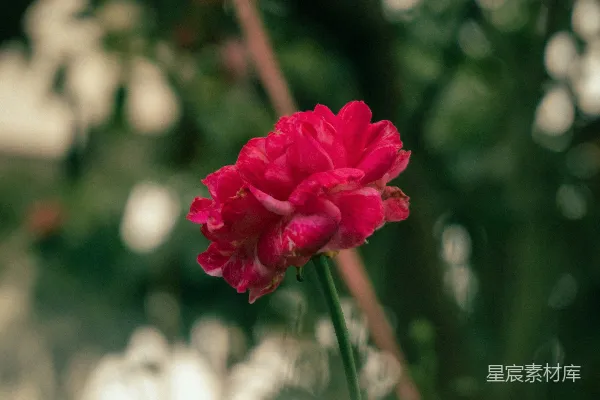 桌面上一朵鲜红的花朵