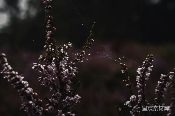 植物上的昆虫