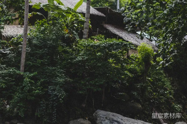 有树有石头的河流