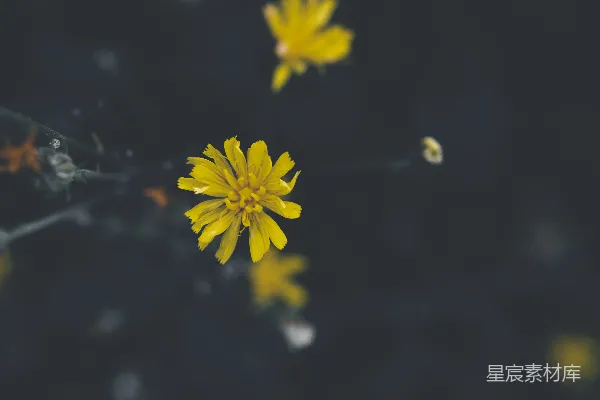 一朵黄色花朵的特写镜头