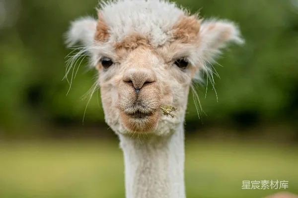 白 llama 在绿色草地上的白天场景