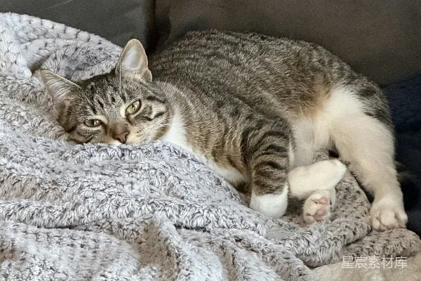 一只虎斑猫躺在一块柔软有质感的毯子上休息。