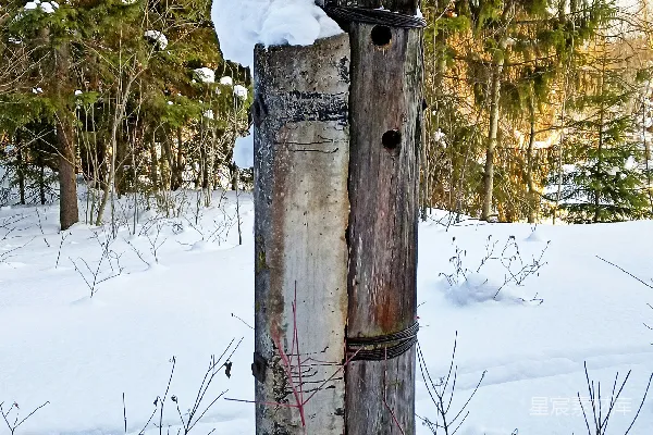 高清摄影 一根被雪覆盖的木桩紧挨着一片森林。