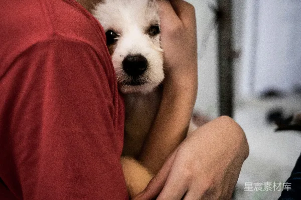 人抱着白 puppies