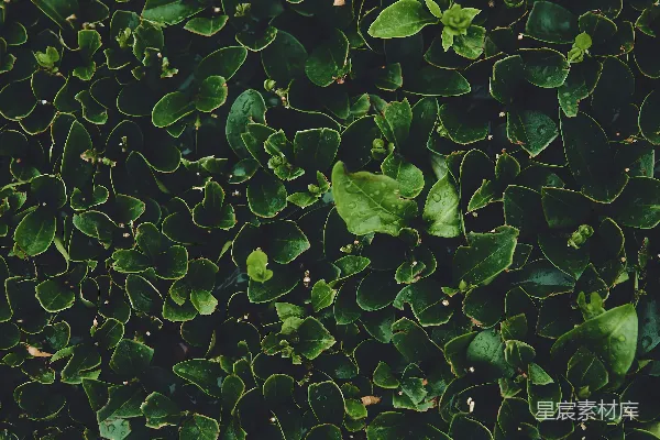 绿叶植物