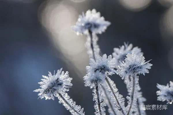 一个植物特写镜头，上面覆盖着白雪