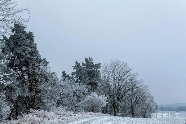 一片被白雪覆盖的道路周围是树木，在一个阴云密布的晴天。
