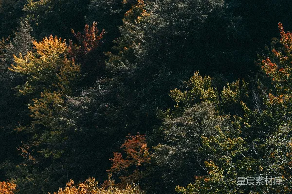 森林中满是树木的空中俯瞰图