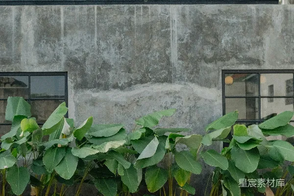 高清摄影 一株植物在建筑物旁边