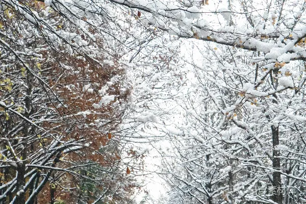 冬天雪花覆盖着一条树木掩映的小径。