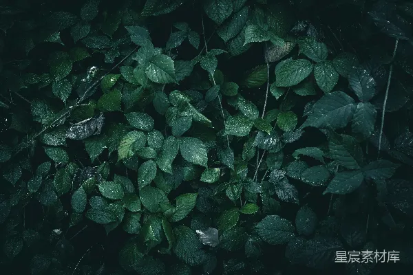 森林中绿叶上挂着水珠。