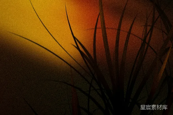 背景中有太阳的植物照片