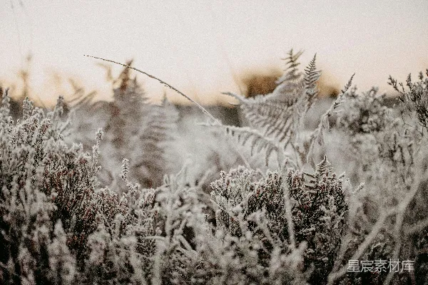 覆盖着雪和霜的草地一片绿意