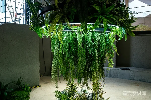 高清摄影 一排茂盛的室内植物，悬挂着绿植和苔藓。