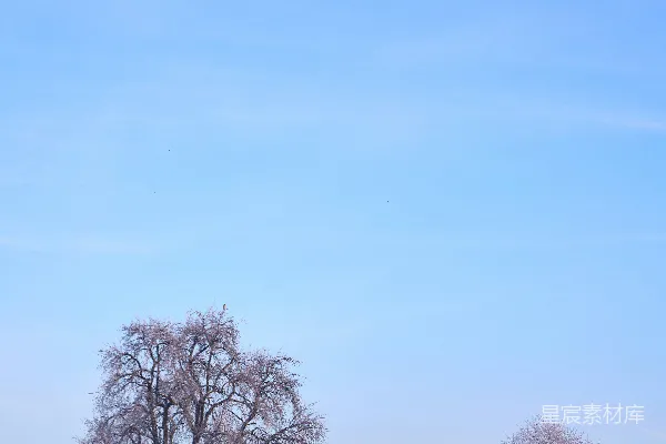 一棵孤树立在一片雪地的中央。