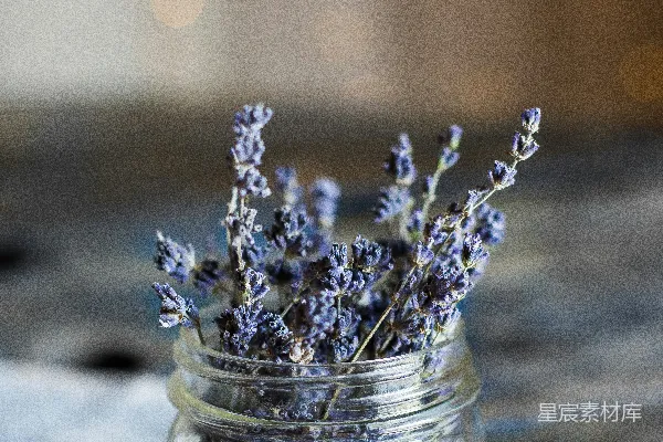 玻璃瓶中蓝色花瓣花朵的聚焦摄影