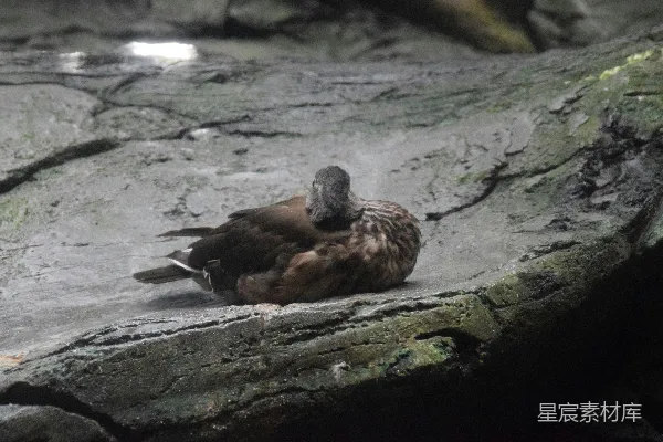 一只鸭子栖息在岩石表面。