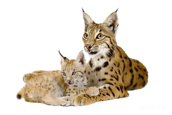 元素素材 猞猁