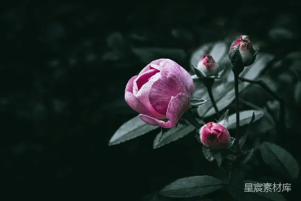 暗处有一朵粉红的玫瑰正在绽放。