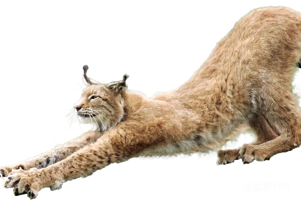 元素素材 猞猁