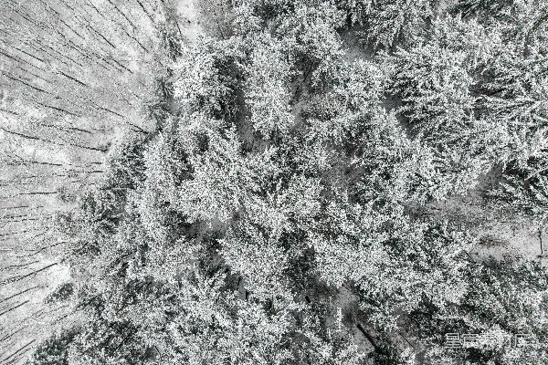 从上方看，覆盖着白雪的常绿树木。