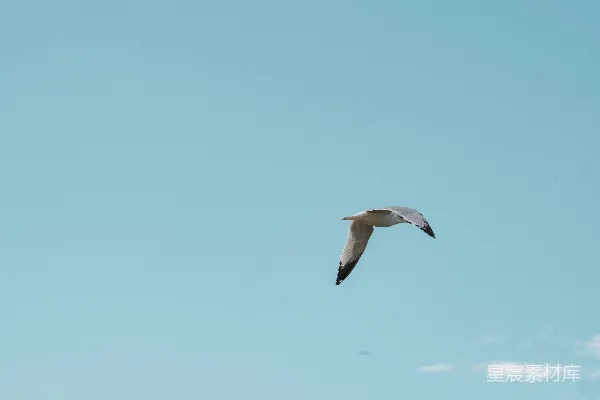 一只海鸥在蓝天下飞过，云朵飘浮其旁