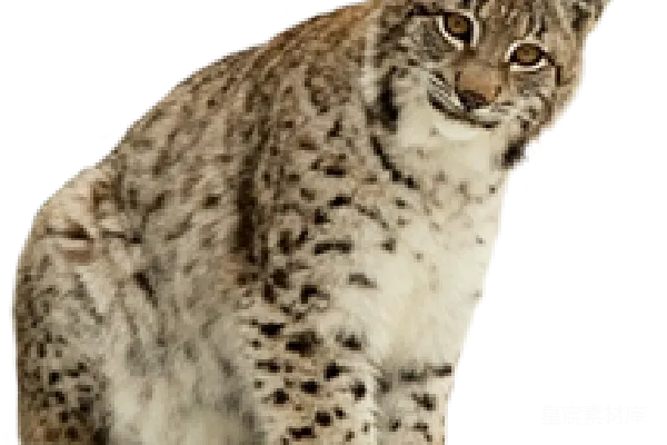 元素素材 猞猁