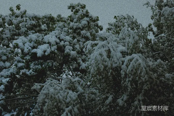 覆盖白雪的树木背景是天空