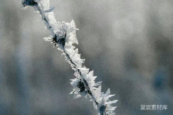 倾斜透视镜头下的雪覆盖树干