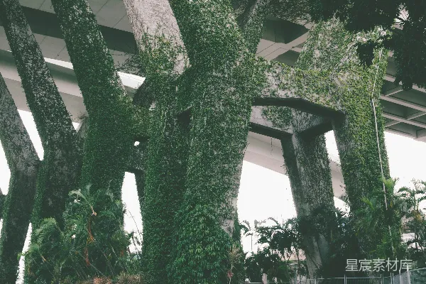 高清摄影 绿色藤蔓植物挂在白色混凝土墙上